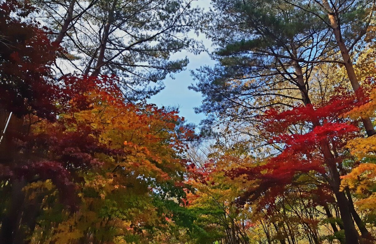 주전골 단풍